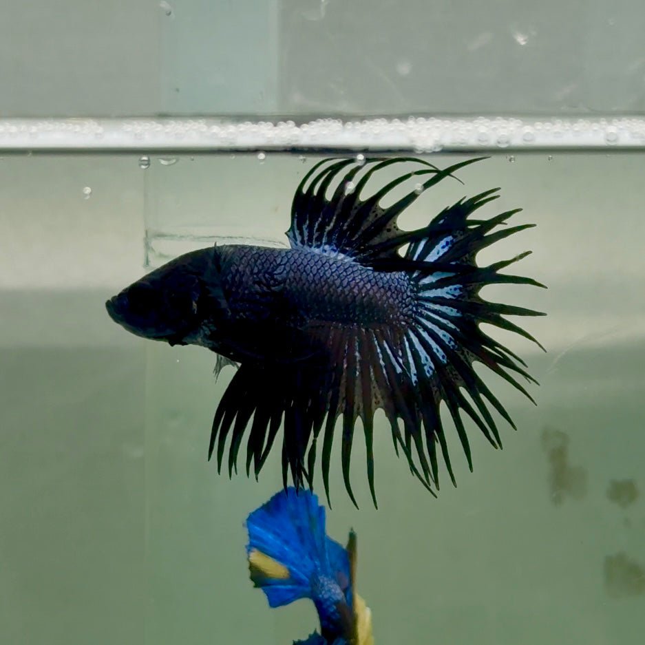Crowntail Black Orchid Male Betta Ju24 Live Betta Fish Male betta