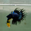 Crowntail Black Orchid Male Betta Ju24 Live Betta Fish Male betta