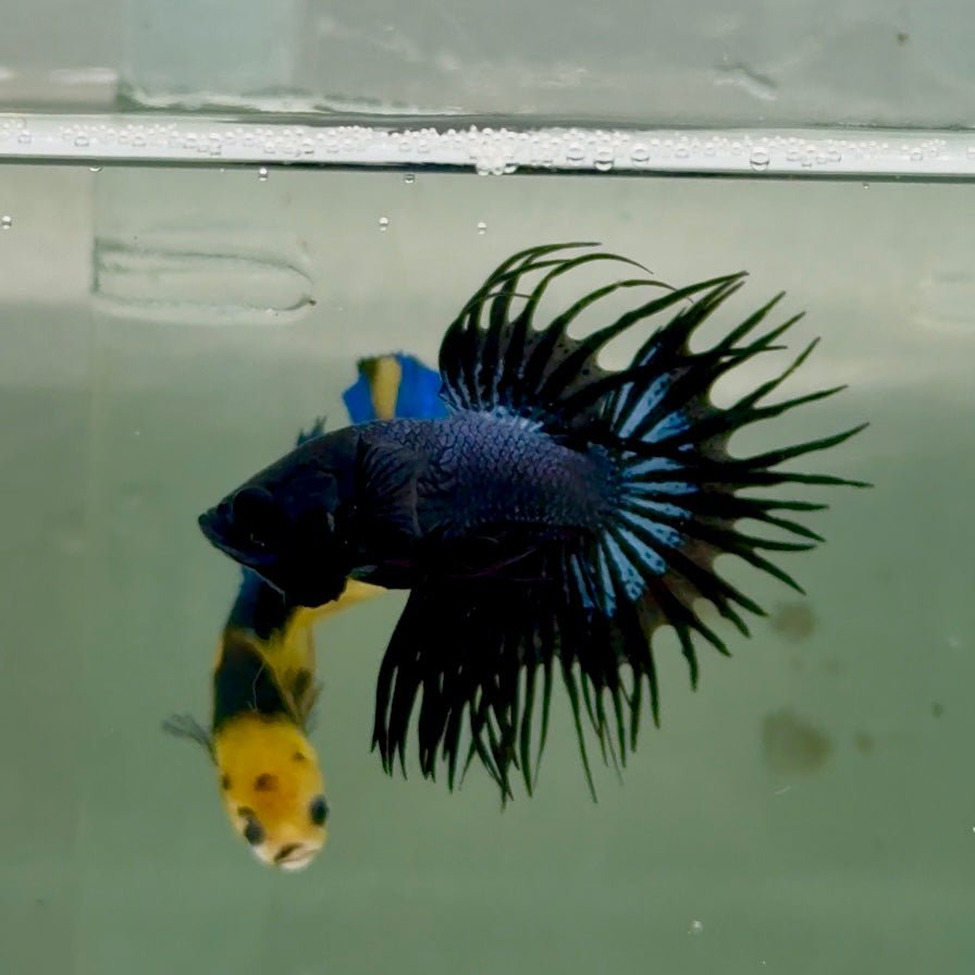 Crowntail Black Orchid Male Betta Ju24 Live Betta Fish Male betta