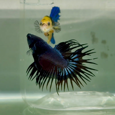 Crowntail Black Orchid Male Betta Ju24 Live Betta Fish Male betta