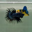 Crowntail Black Orchid Male Betta Ju24 Live Betta Fish Male betta