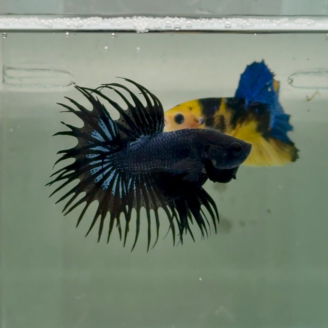 Crowntail Black Orchid Male Betta Ju24 Live Betta Fish Male betta