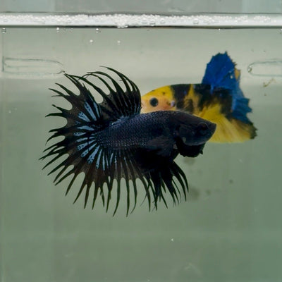 Crowntail Black Orchid Male Betta Ju24 Live Betta Fish Male betta