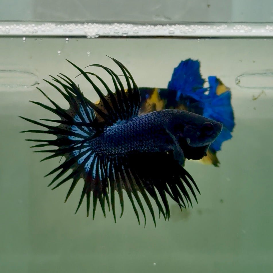 Crowntail Black Orchid Male Betta Ju24 Live Betta Fish Male betta