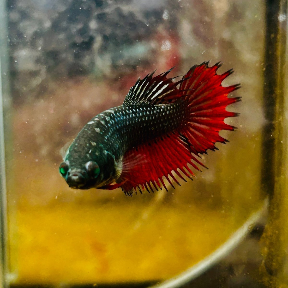 Crowntail Black Red Green eye - Female Betta MA14 Female betta