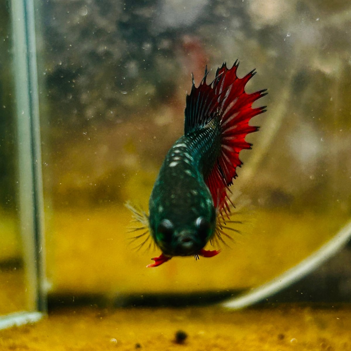 Plakat Koi Orange Giant Female Betta #Ju11