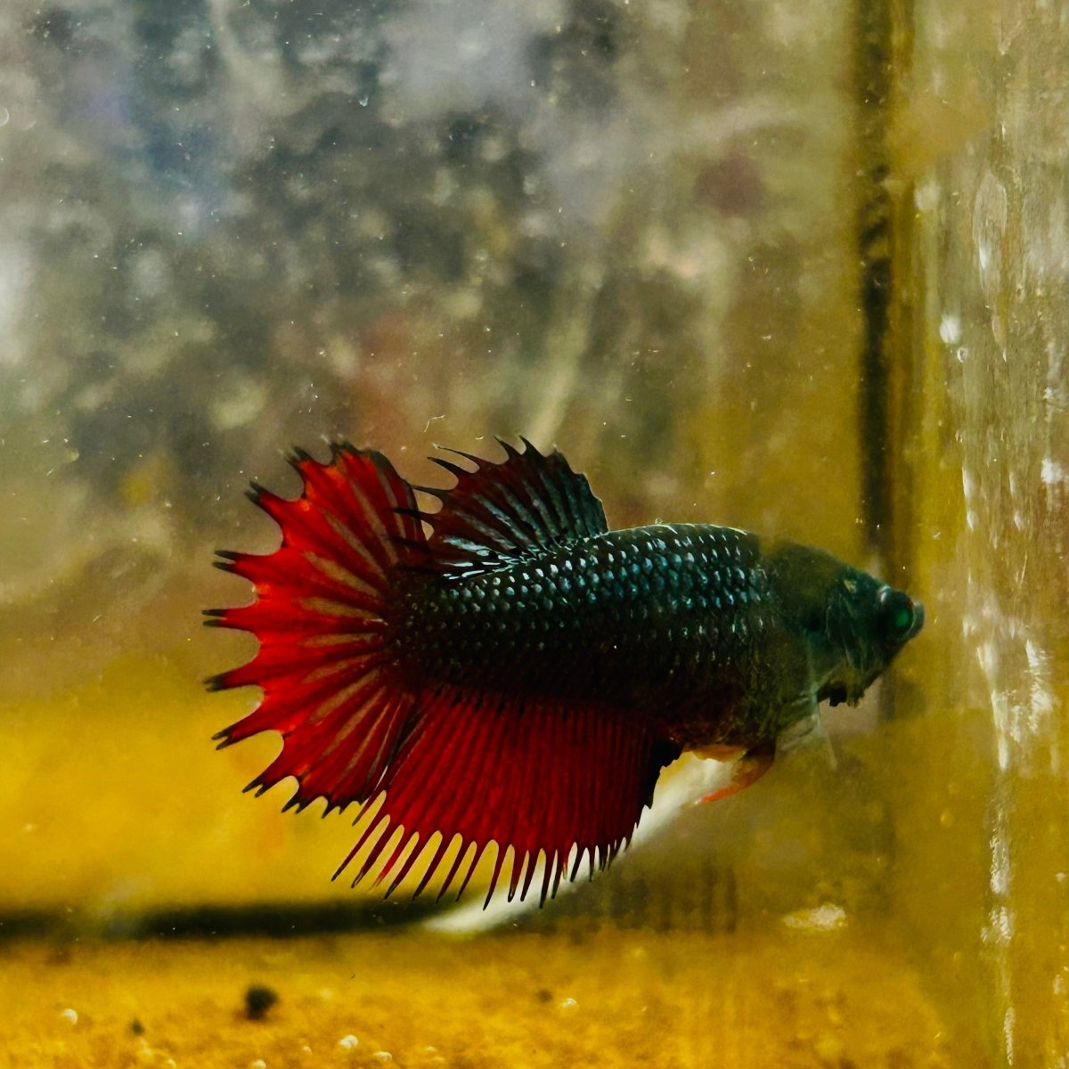 Crowntail Black Red Green eye - Female Betta MA14 Female betta