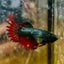 Crowntail Black Red Green eye - Female Betta MA14 Female betta