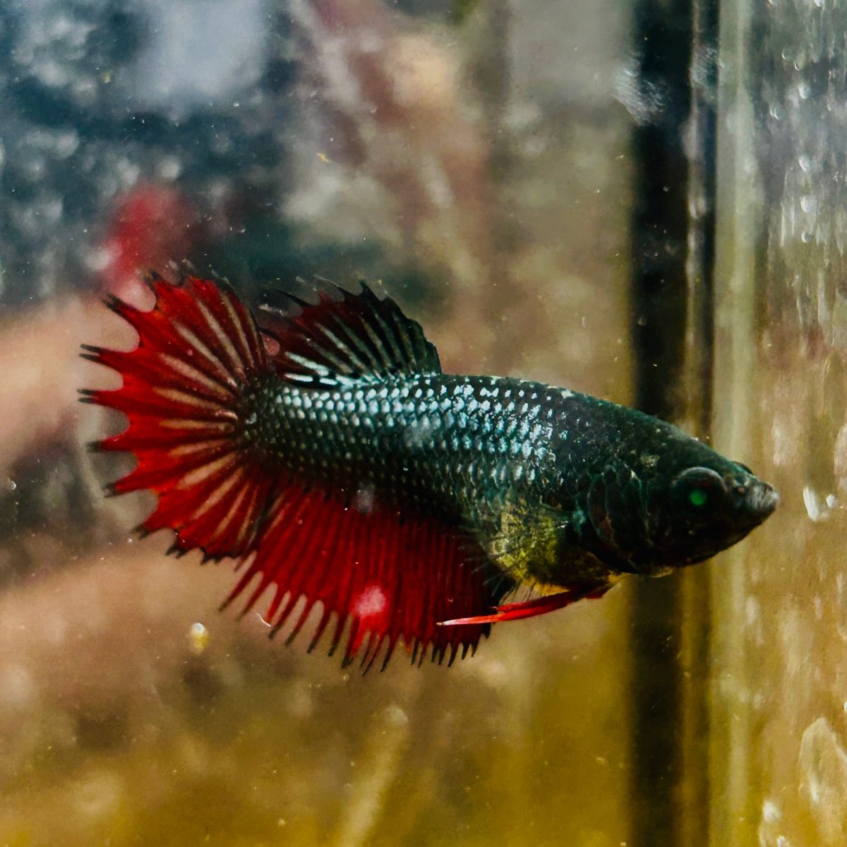 Crowntail Black Red Green eye - Female Betta MA14 Female betta