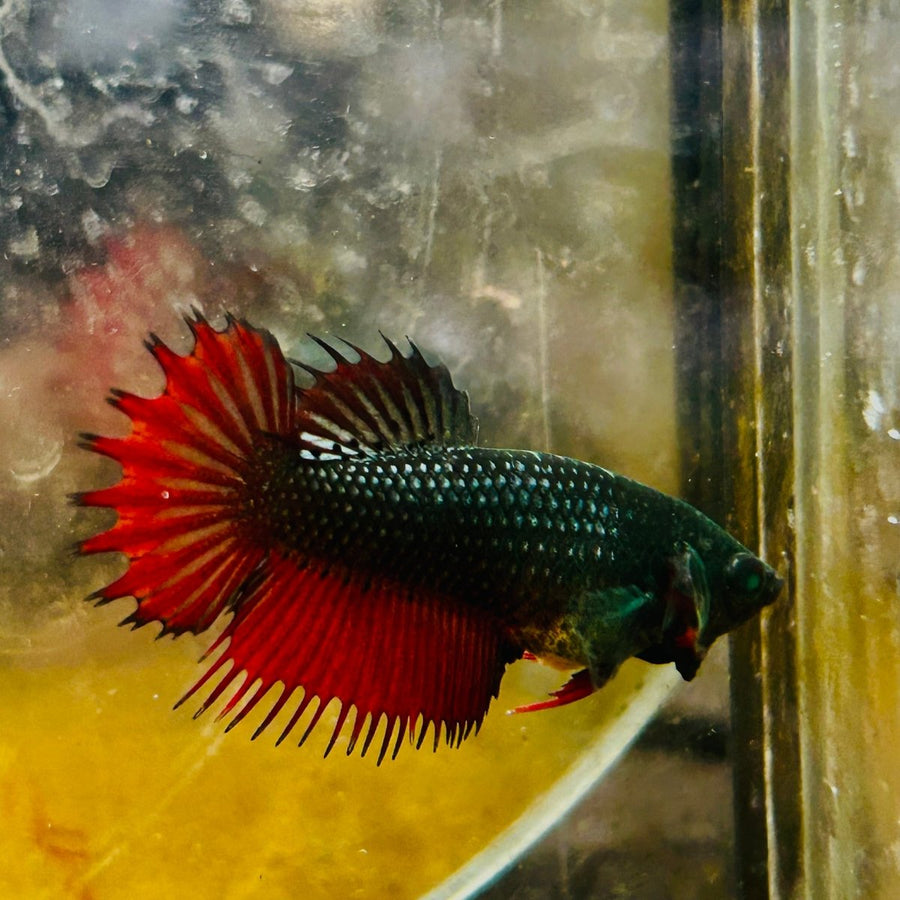 Crowntail Black Red Green eye - Female Betta MA14 Female betta