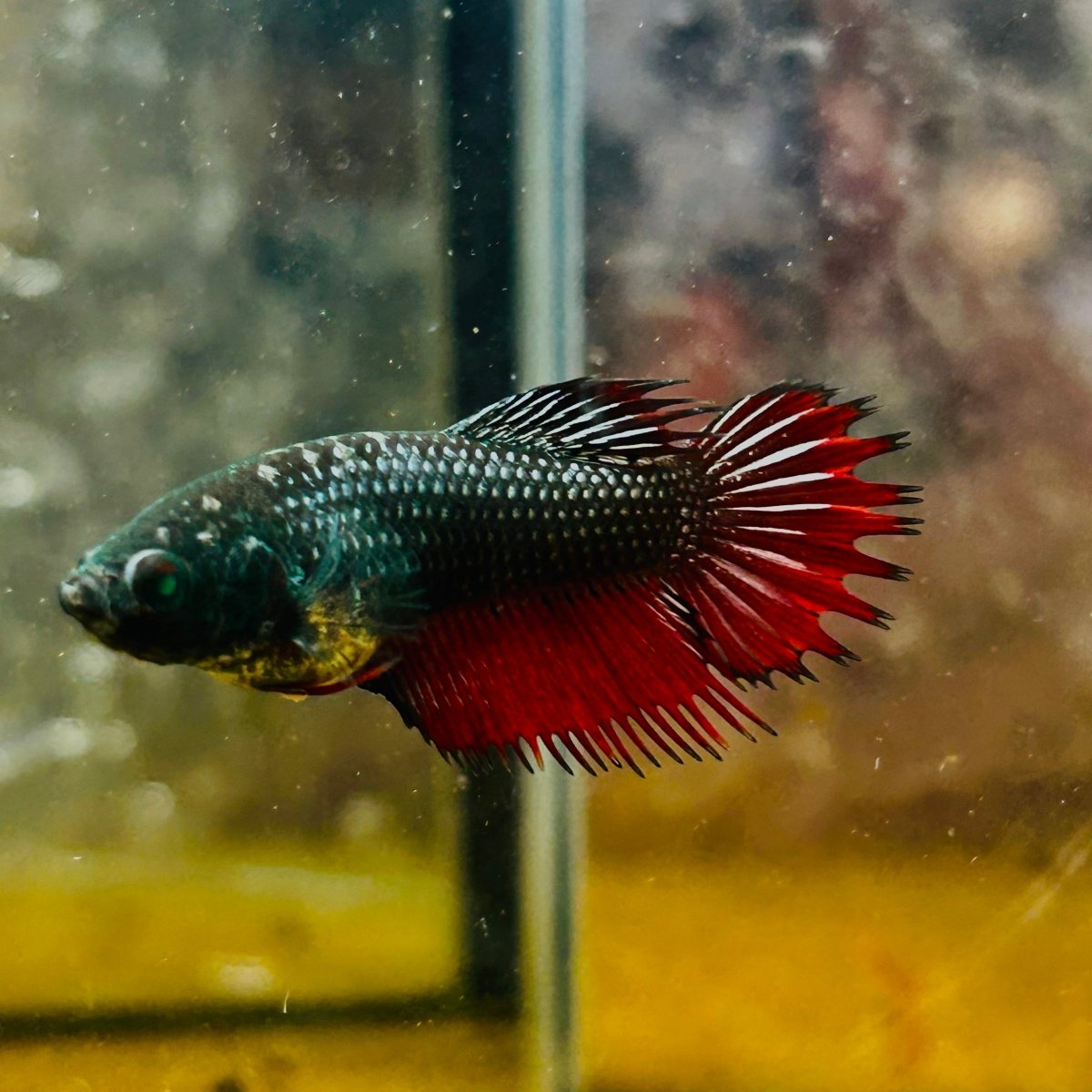 Crowntail Black Red Green eye - Female Betta MA14 Female betta