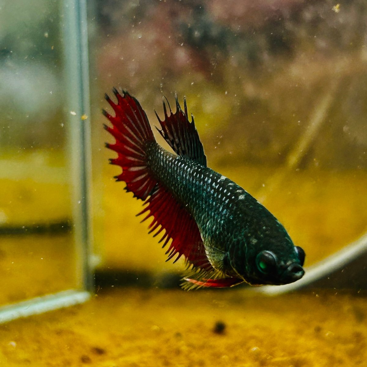 Crowntail Black Red Green eye - Female Betta MA14 Female betta