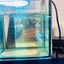 Crowntail Candy Koi Male Betta 012 Live Betta Fish Male betta