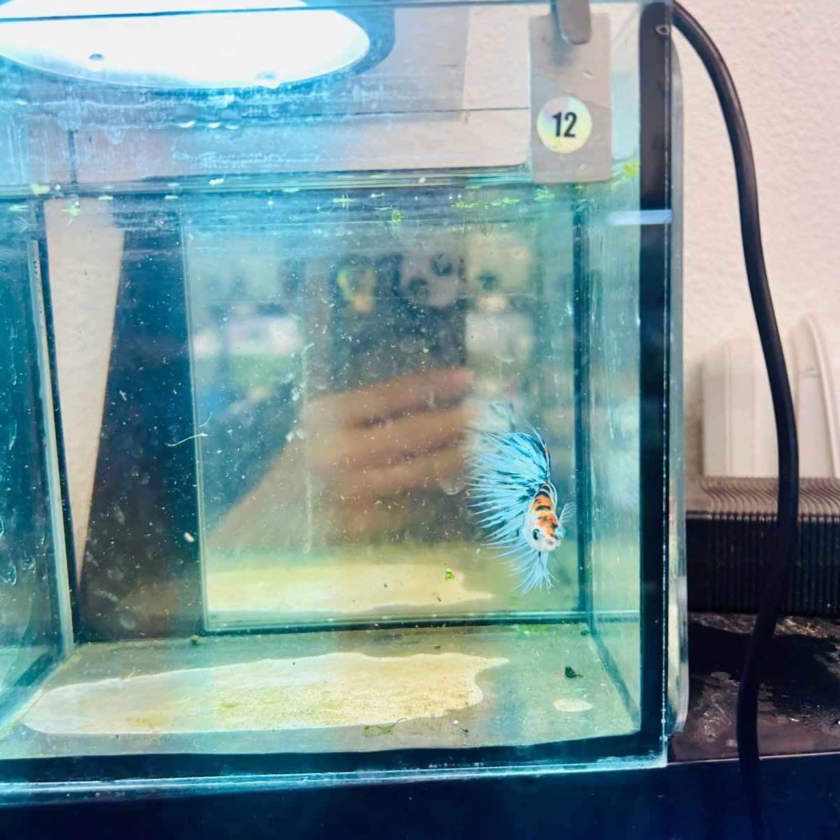 Crowntail Candy Koi Male Betta #012