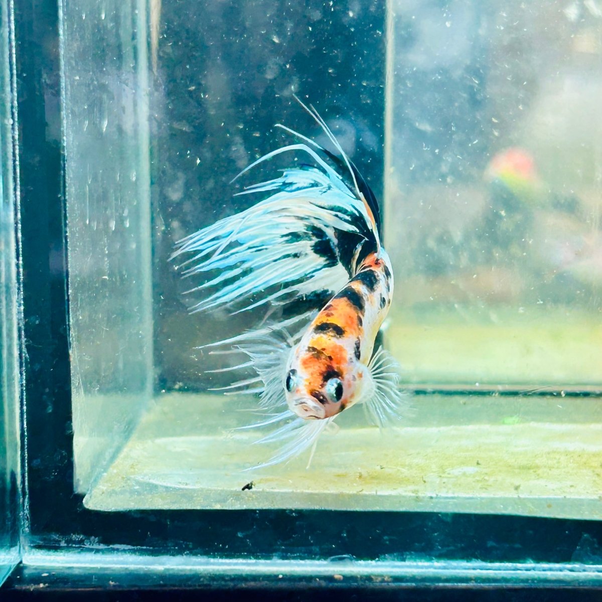Crowntail Candy Koi Male Betta #012