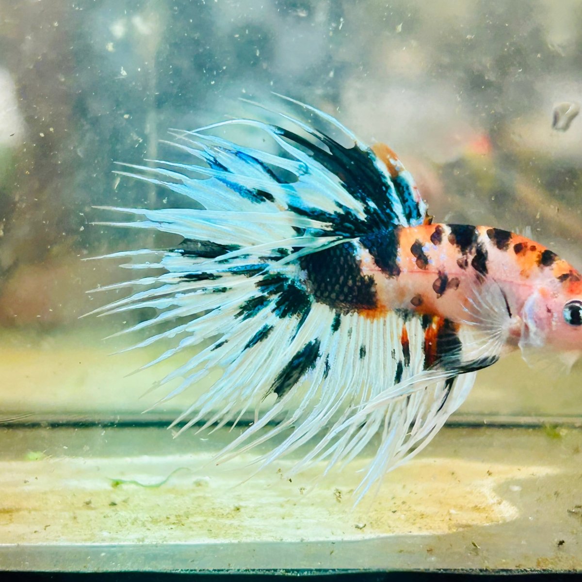 Crowntail Candy Koi Male Betta #012