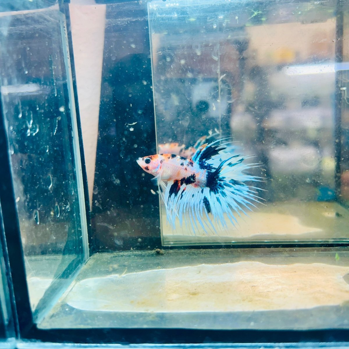 Crowntail Candy Koi Male Betta #012