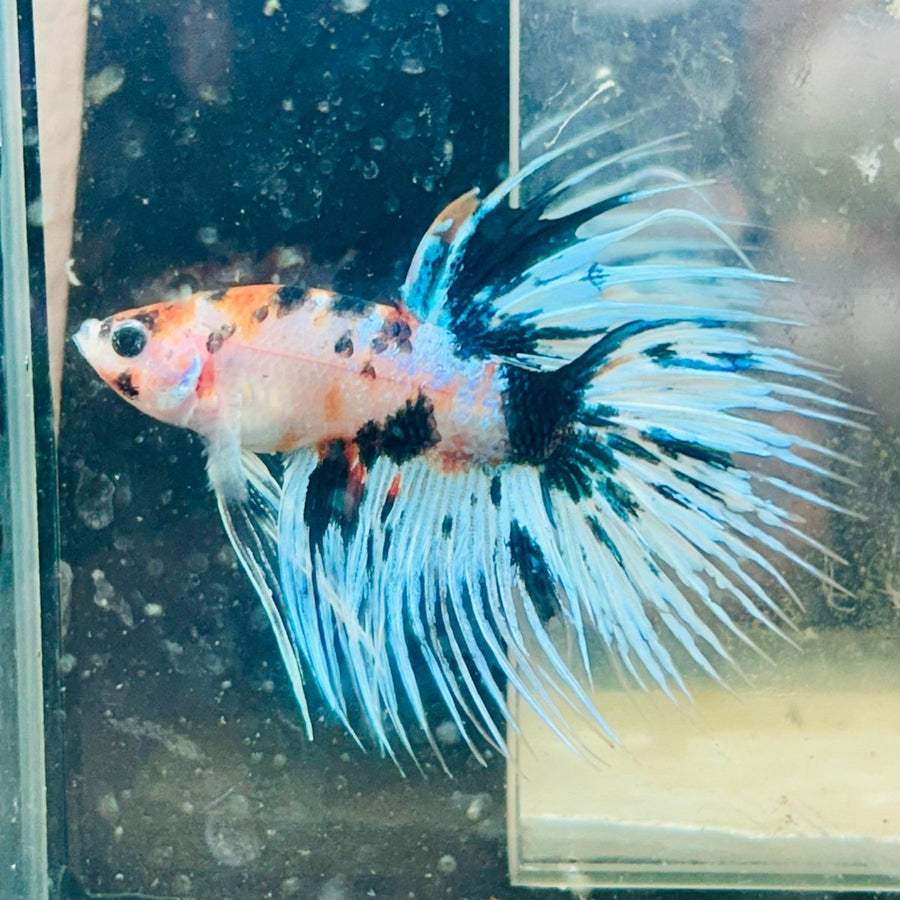 Crowntail Candy Koi Male Betta 012 Live Betta Fish Male betta