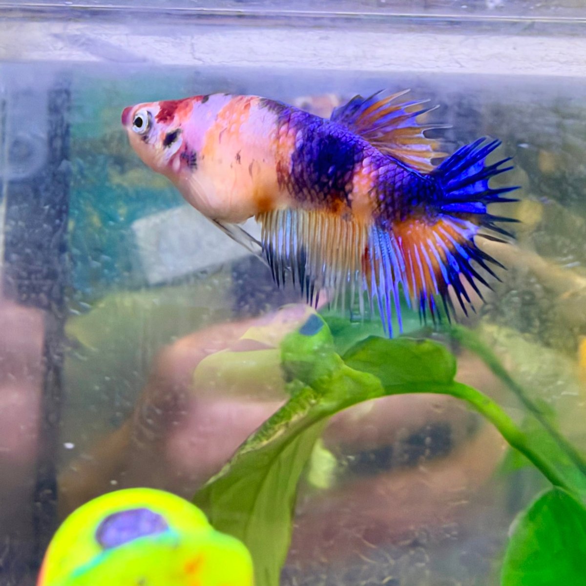 Crowntail Koi Multicolor Female Betta #Au54