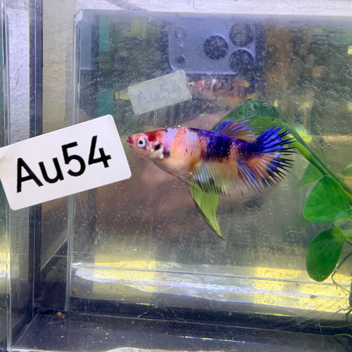 Crowntail Koi Multicolor Female Betta #Au54