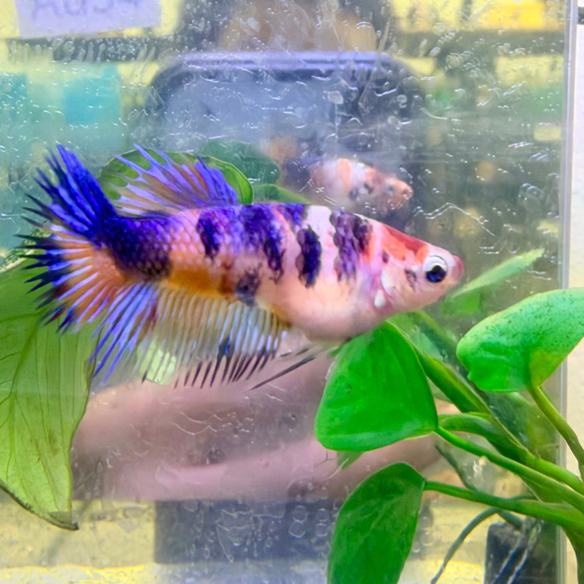 Crowntail Koi Multicolor Female Betta #Au54