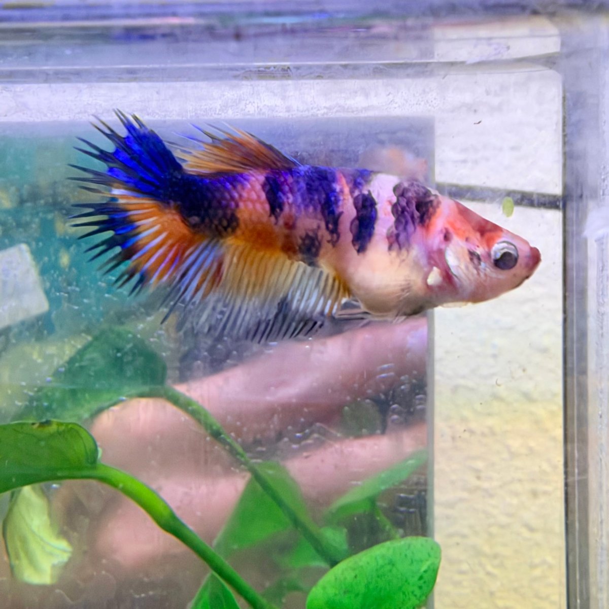 Crowntail Koi Multicolor Female Betta #Au54