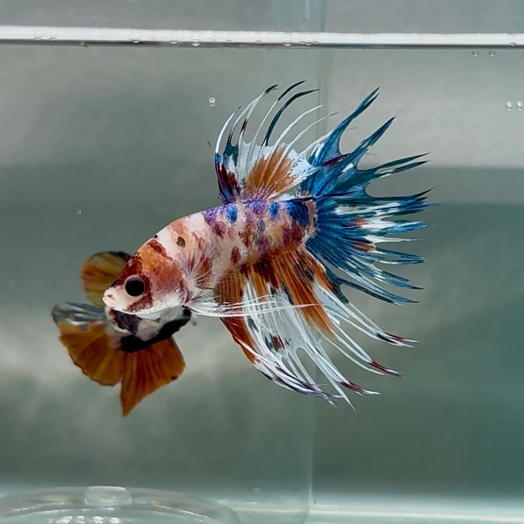 Crowntail Koi Multicolor Male Betta Au96 Live Betta Fish Male betta