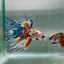 Crowntail Koi Multicolor Male Betta Au96 Live Betta Fish Male betta