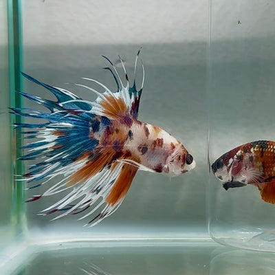 Crowntail Koi Multicolor Male Betta Au96 Live Betta Fish Male betta