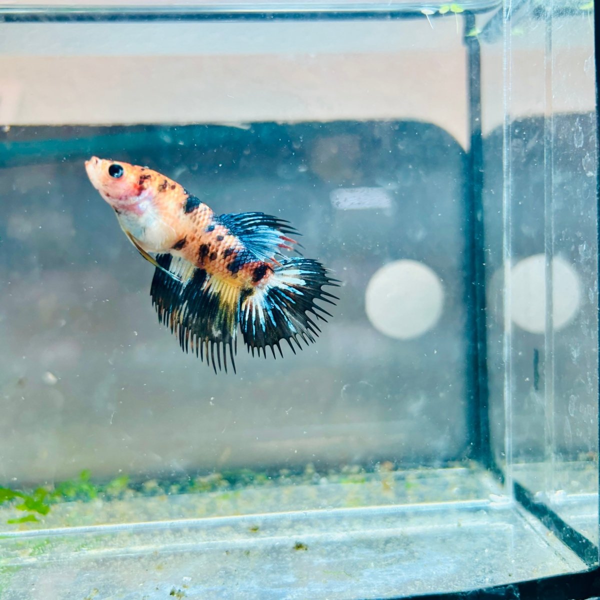 Crowntail Koi Tiger Female Betta M131 Male betta