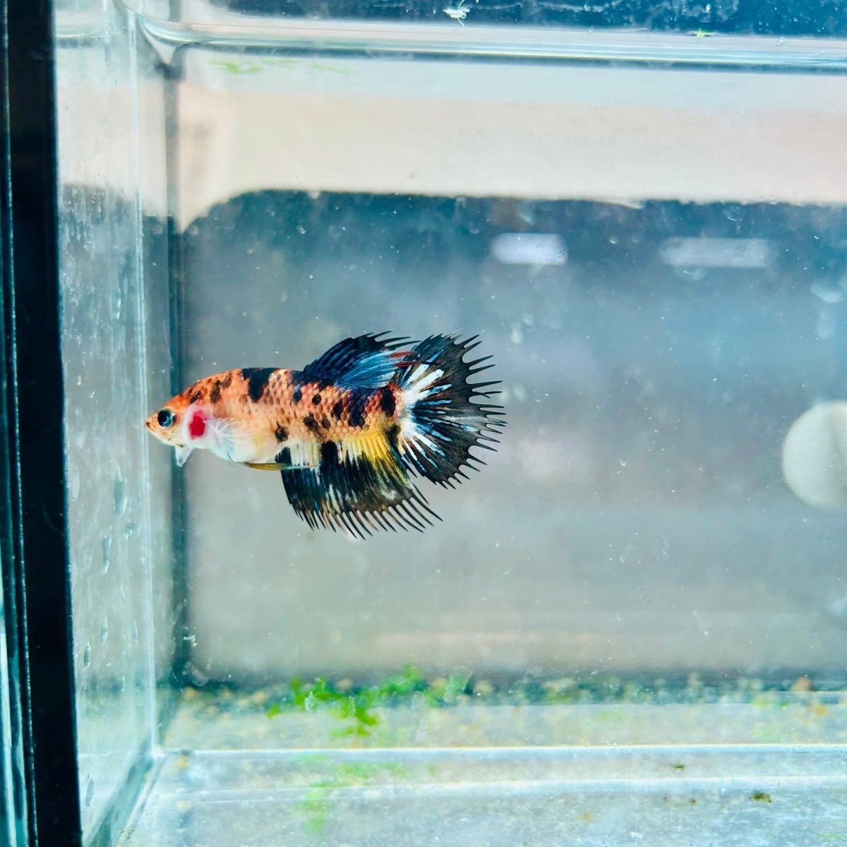 Crowntail Koi Tiger Female Betta M131 Male betta