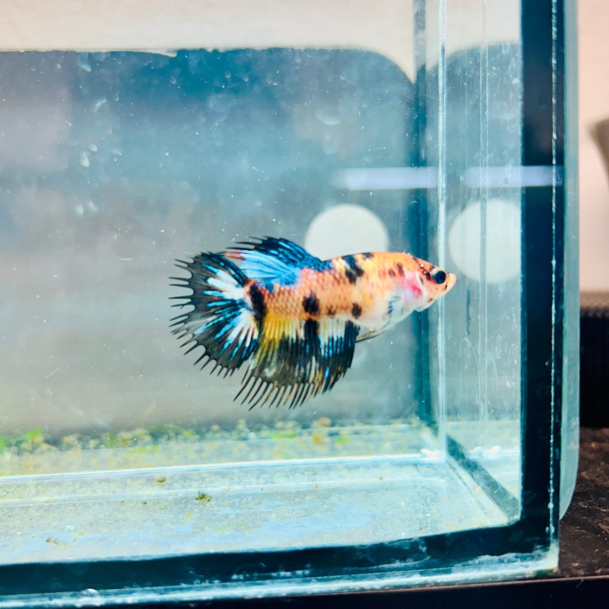 Crowntail Koi Tiger Female Betta M131 Male betta