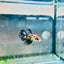 Crowntail Koi Tiger Female Betta M131 Male betta