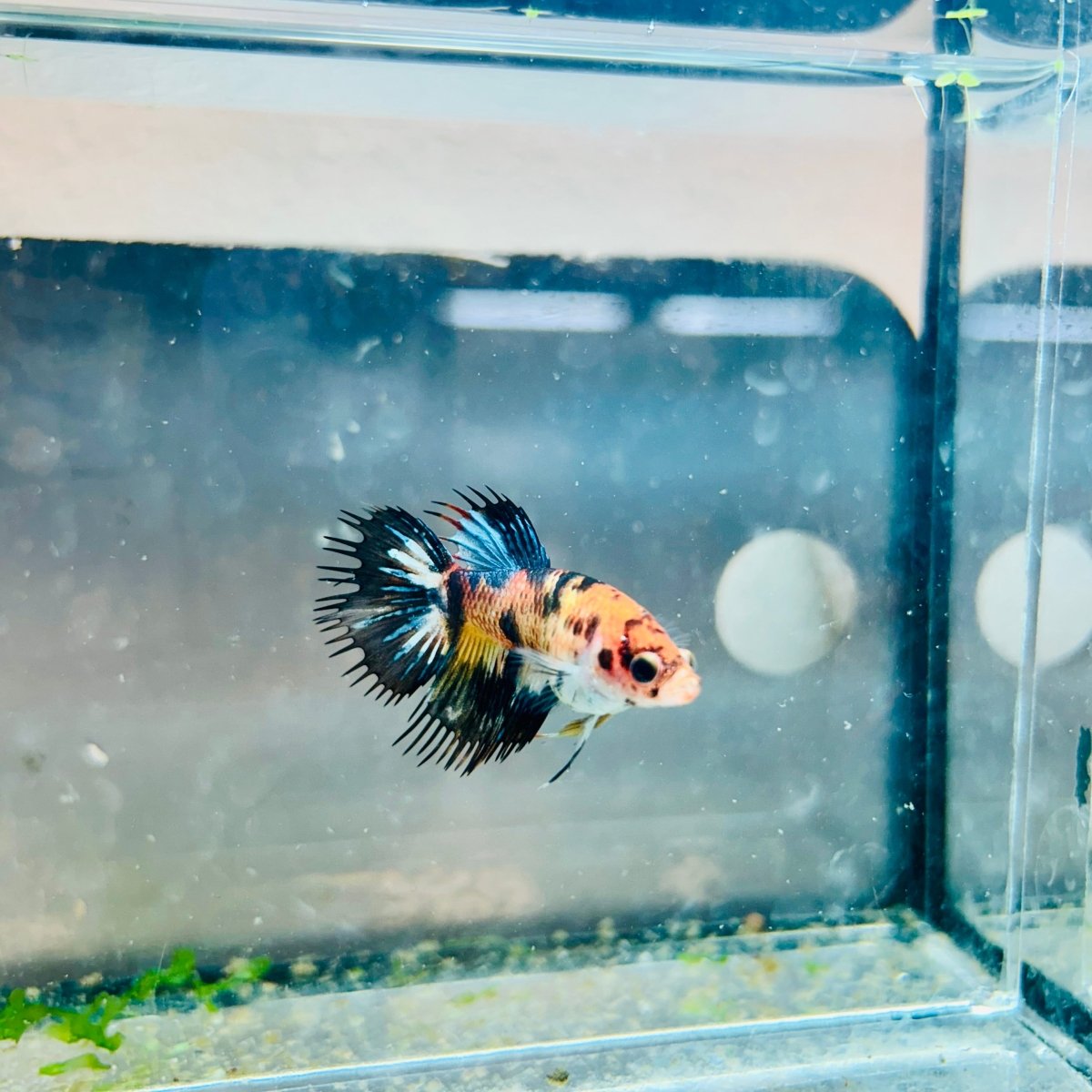 Crowntail Koi Tiger Female Betta M131 Male betta