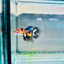 Crowntail Koi Tiger Female Betta M131 Male betta
