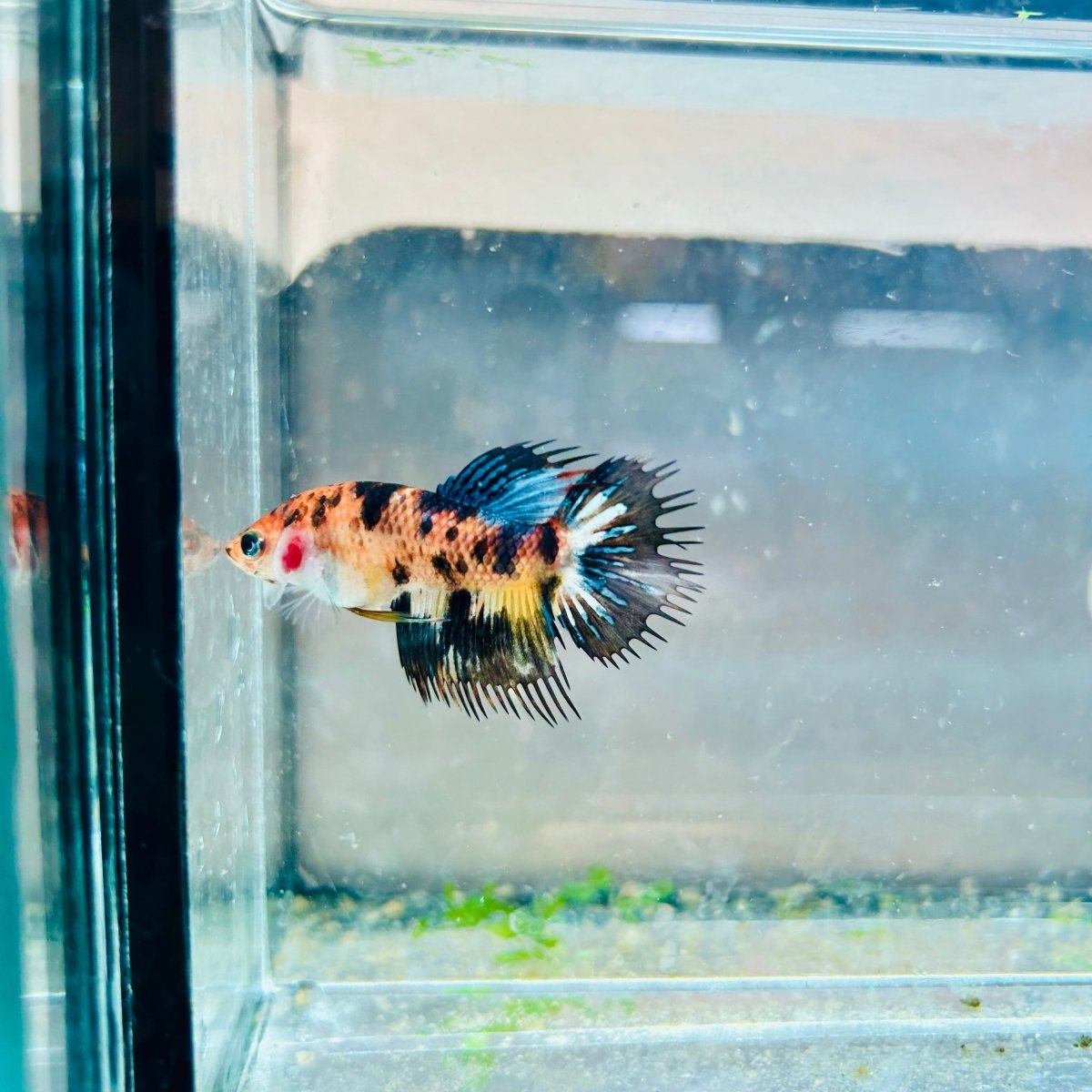 Crowntail Koi Tiger Female Betta M131 Male betta
