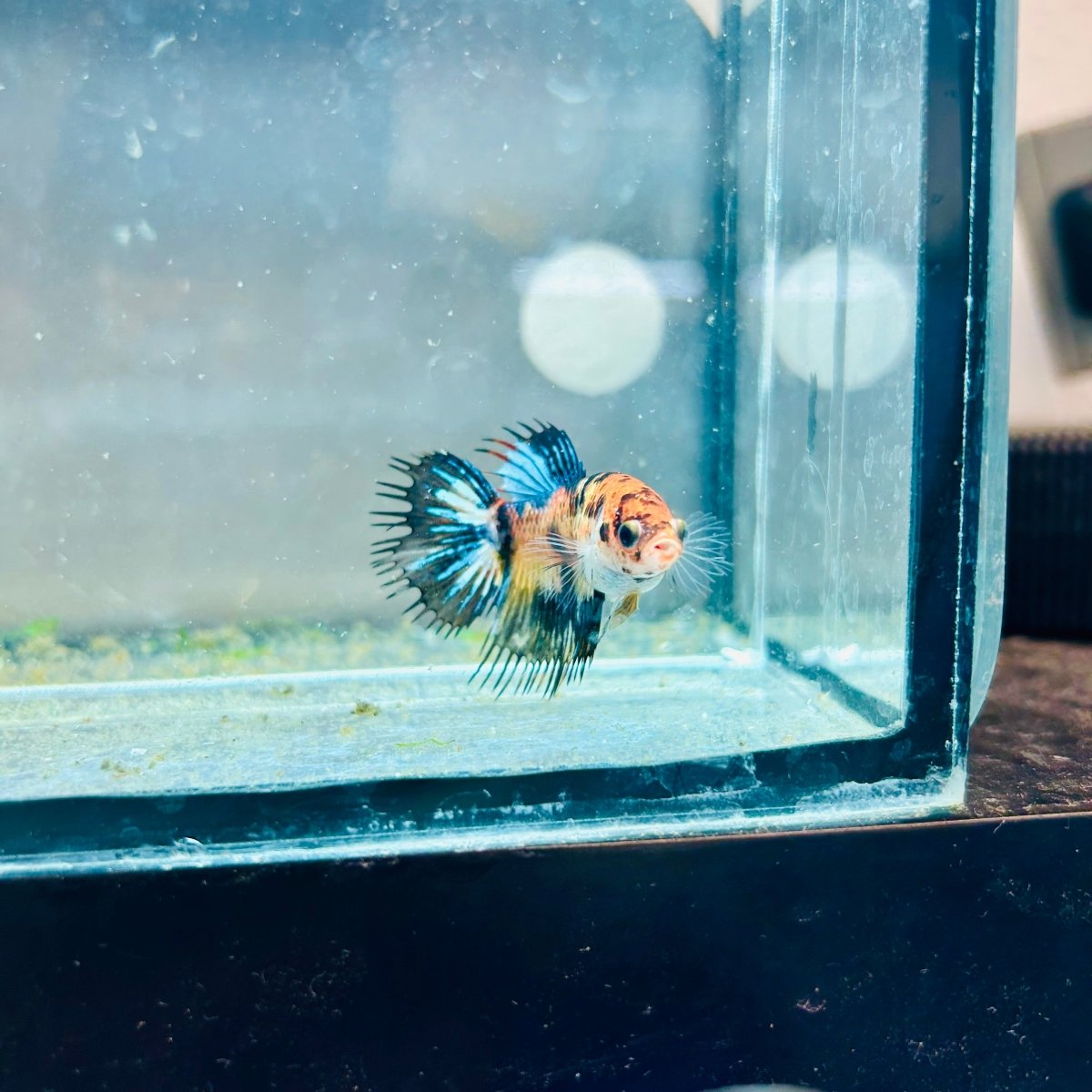 Crowntail Koi Tiger Female Betta M131 Male betta