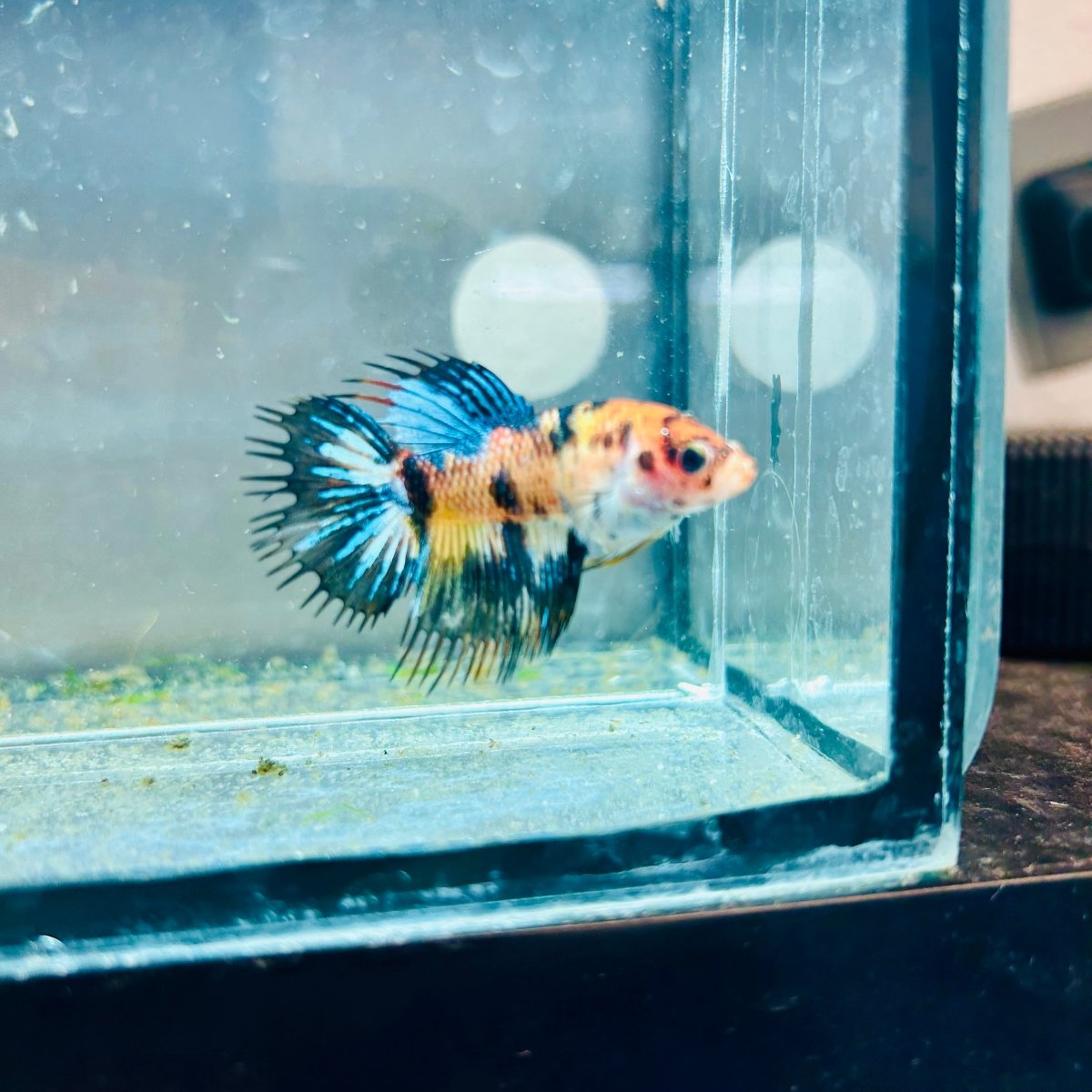 Crowntail Koi Tiger Female Betta M131 Male betta
