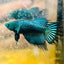 Crowntail Koi Tiger Female Betta S33 Male betta