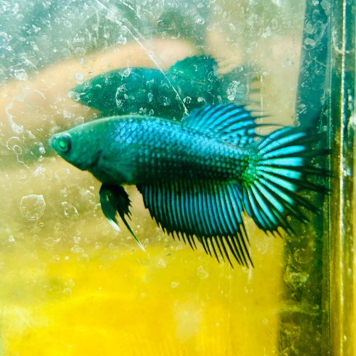 Crowntail Koi Tiger Female Betta S33 Male betta