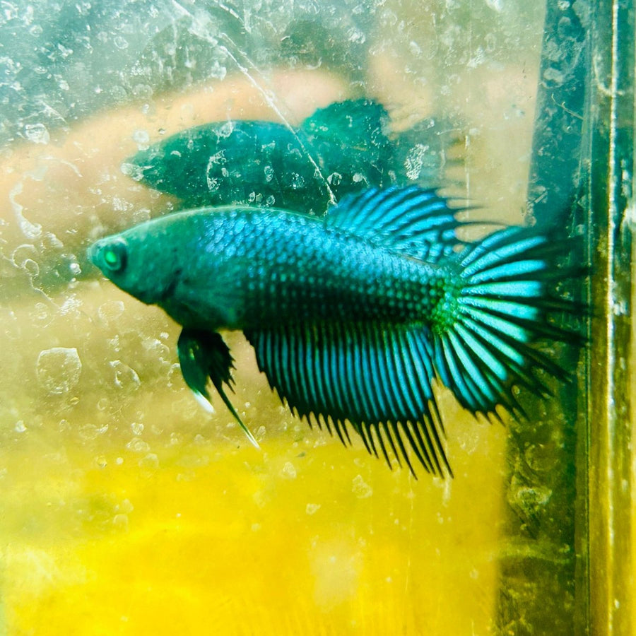 Crowntail Koi Tiger Female Betta S33 Male betta