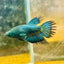 Crowntail Koi Tiger Female Betta S33 Male betta