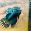 Crowntail Koi Tiger Female Betta S33 Male betta