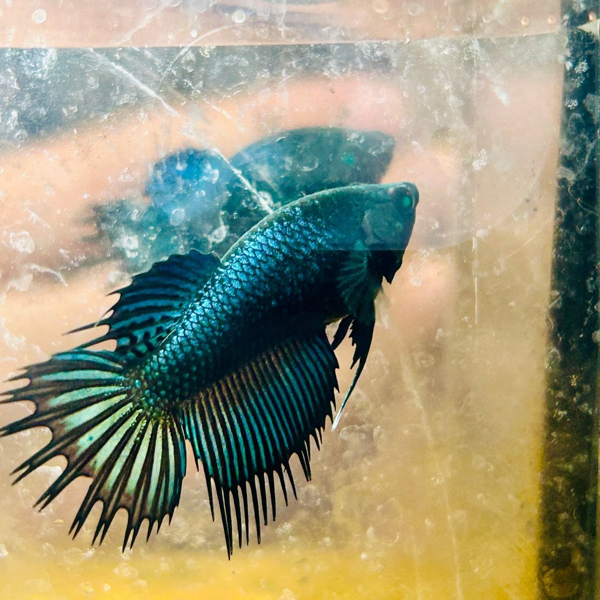 Crowntail Koi Tiger Female Betta S33 Male betta