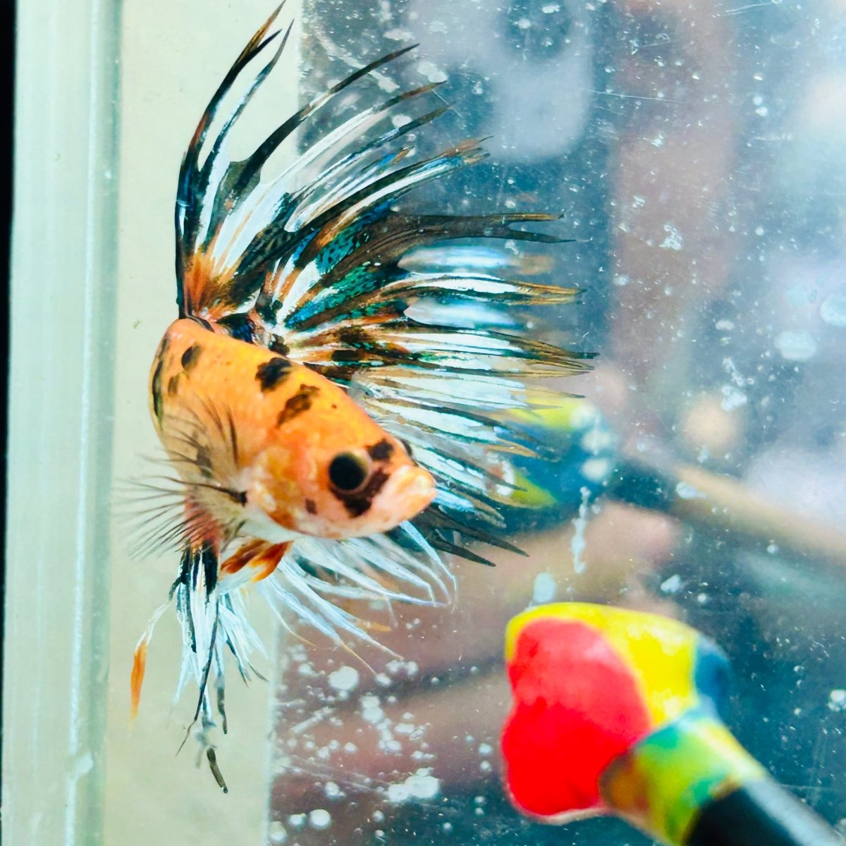 Crowntail Koi Tiger Male Betta #Au57