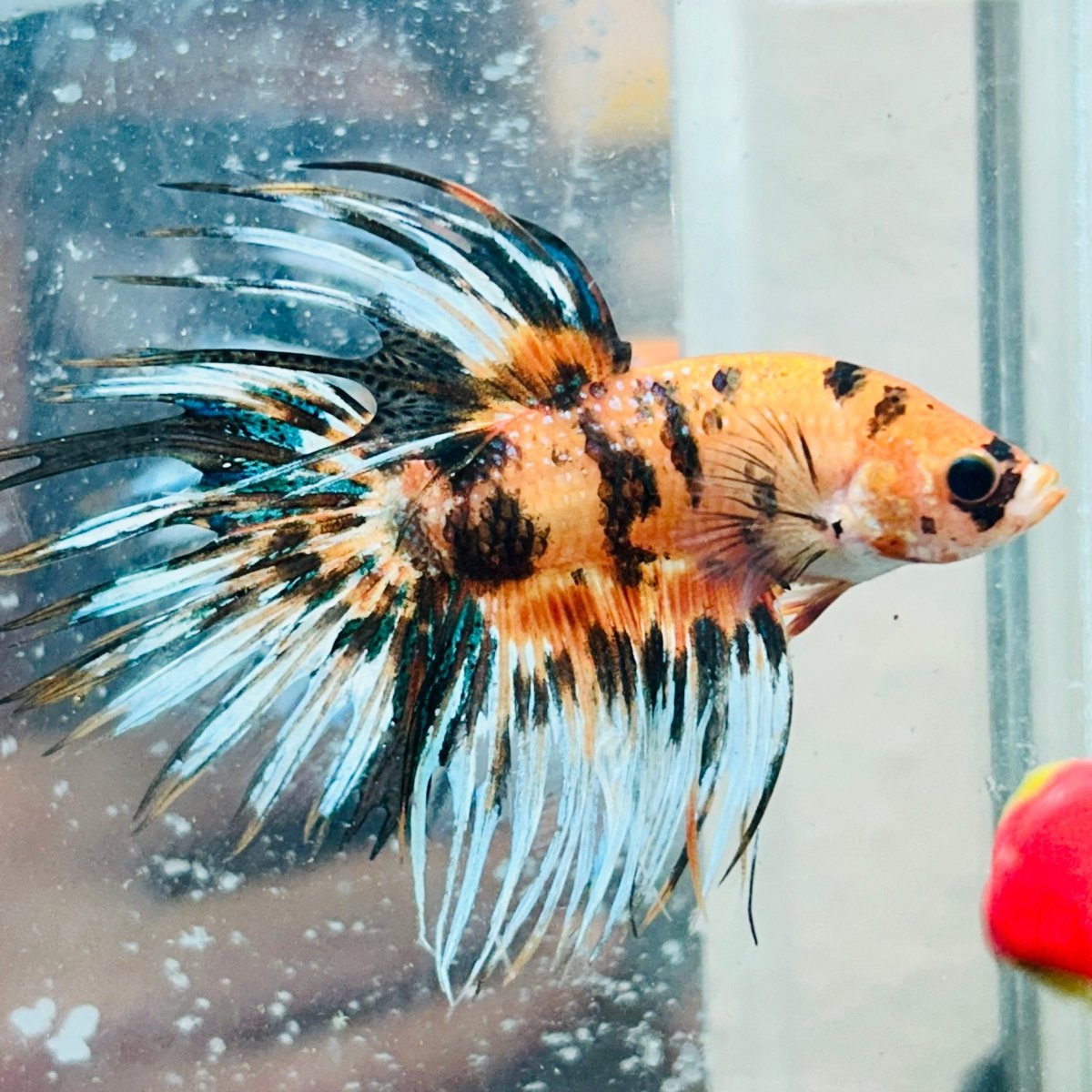 Crowntail Koi Tiger Male Betta #Au57