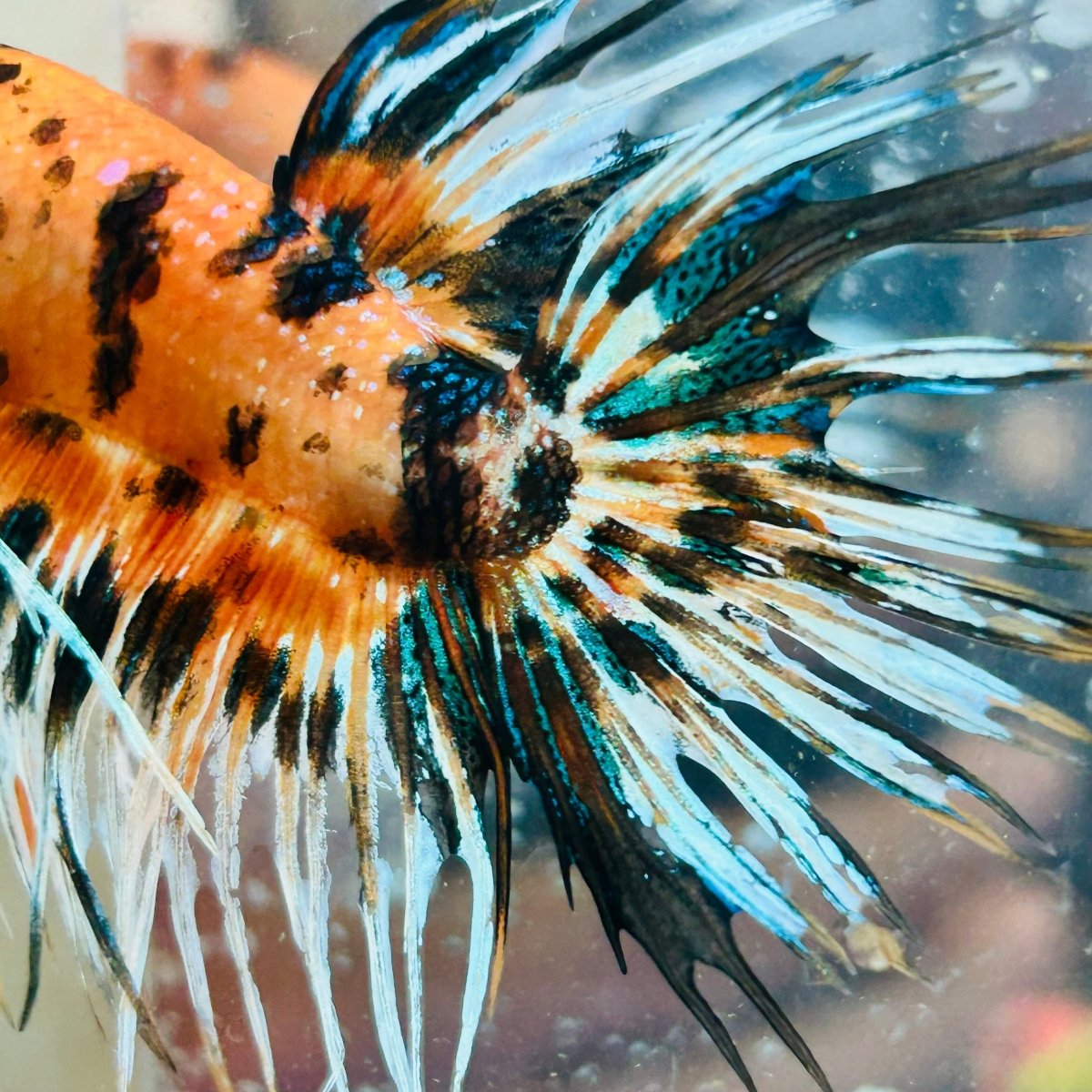 Crowntail Koi Tiger Male Betta #Au57