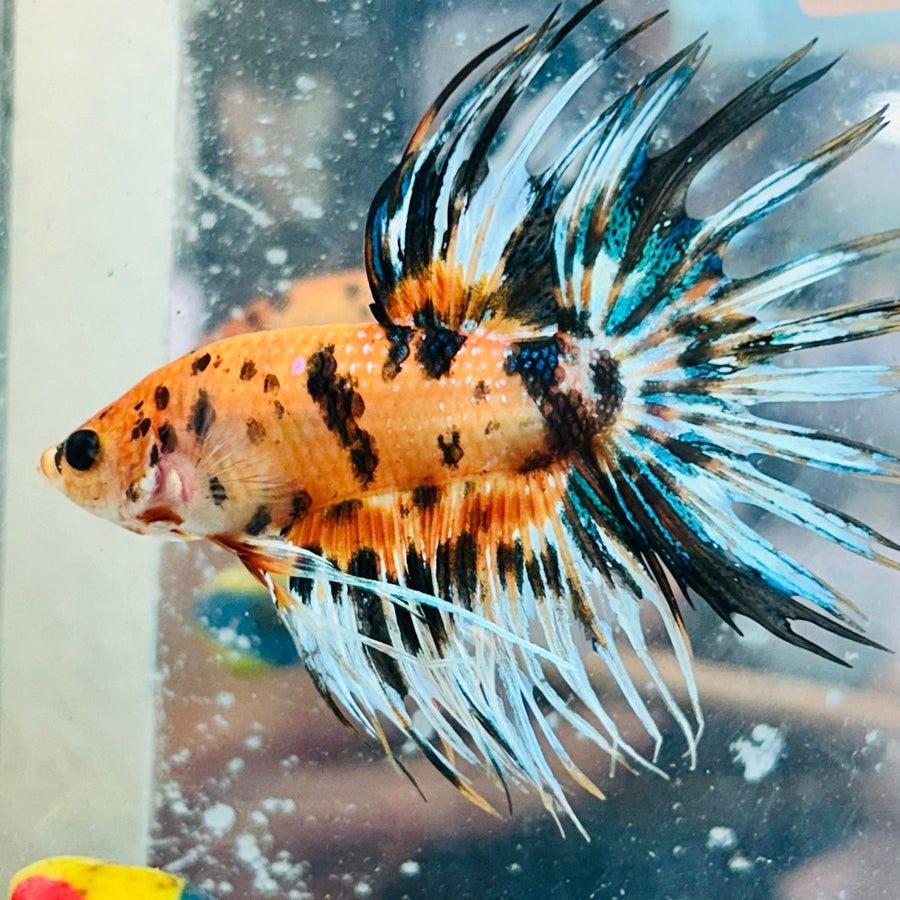 Crowntail Koi Tiger Male Betta Au57 Live Betta Fish Male betta