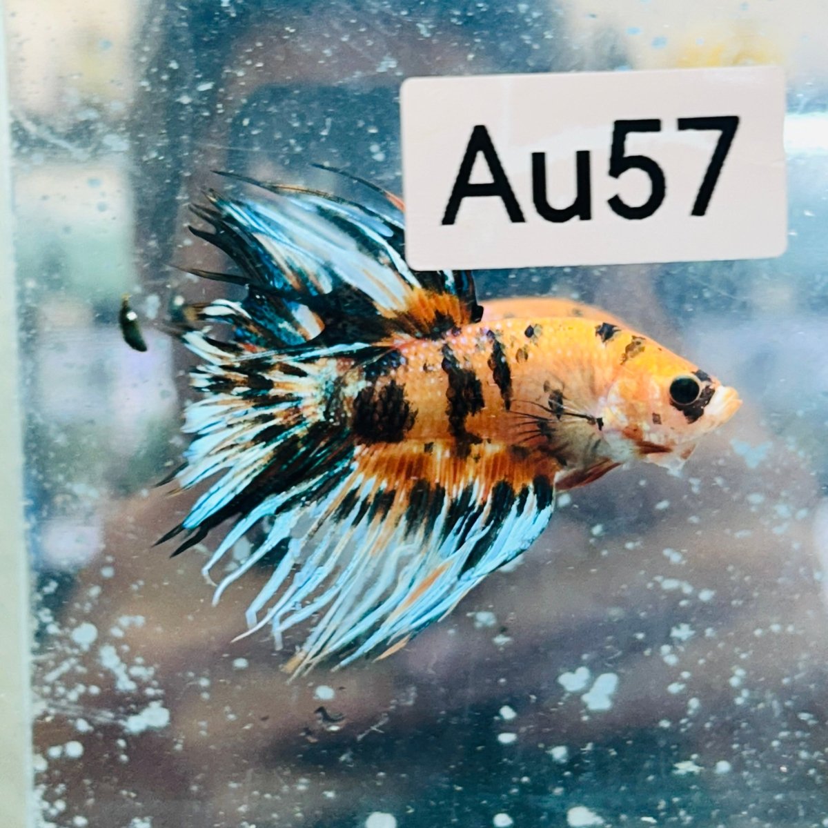 Crowntail Koi Tiger Male Betta #Au57