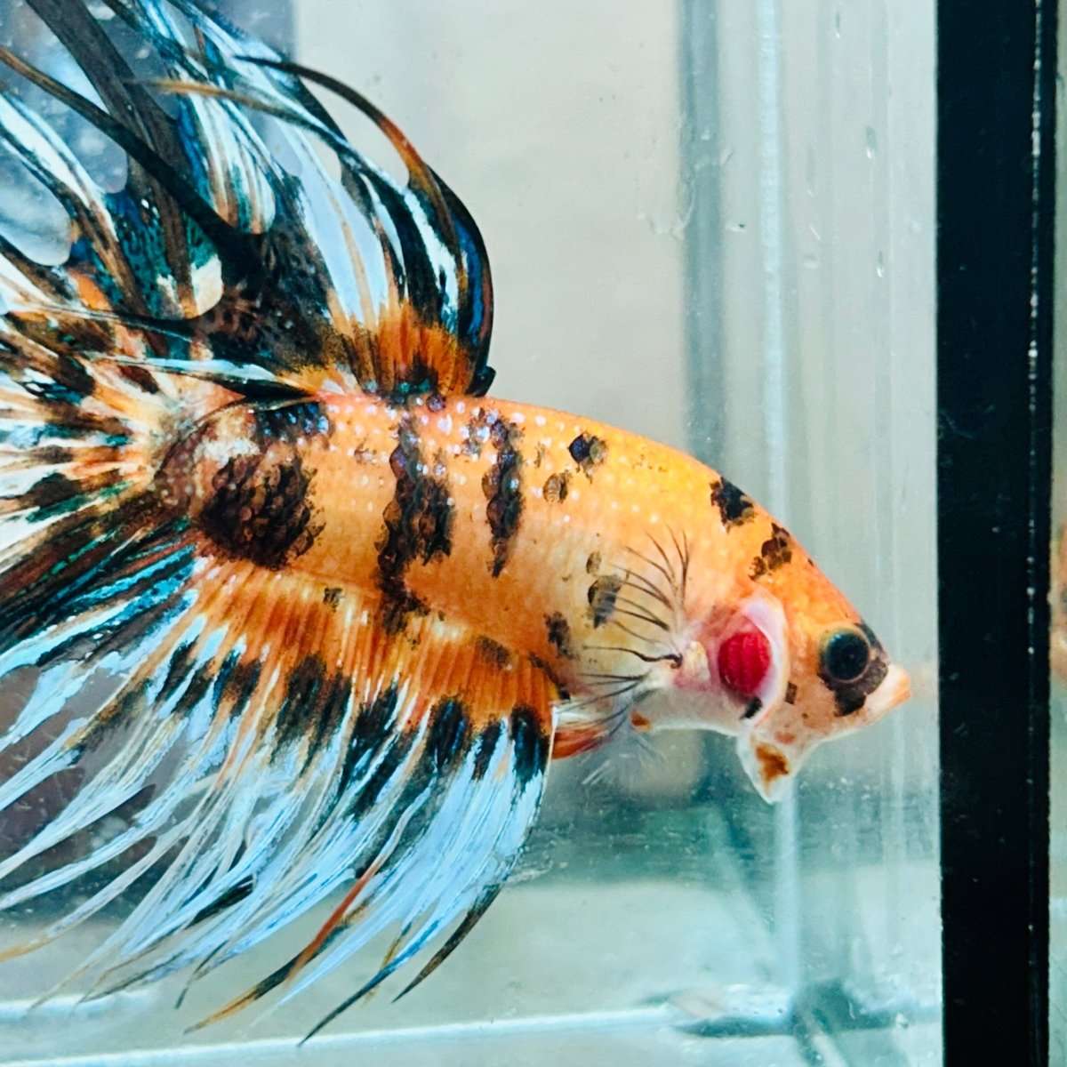 Crowntail Koi Tiger Male Betta #Au57
